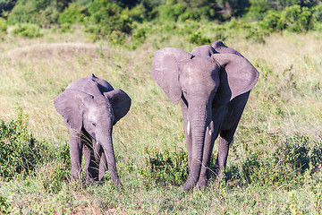 Image showing elephant family walking in the savanna