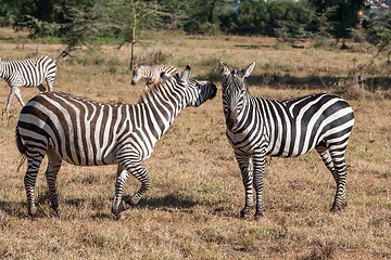 Image showing Zebras in the grasslands 