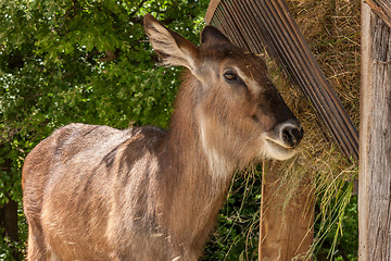 Image showing antelope on a background of green 