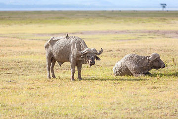 Image showing Safari - two  rhino