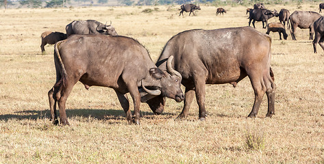 Image showing Wild African Buffalos. Kenya, Africa