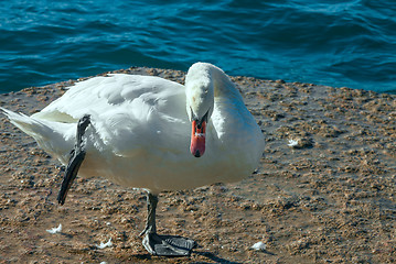 Image showing White swan 