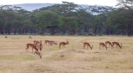 Image showing antelopes on a background of grass