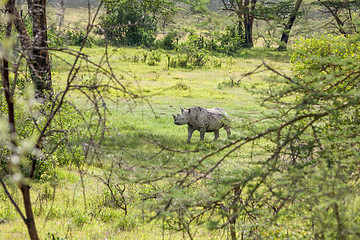 Image showing Safari - rhino