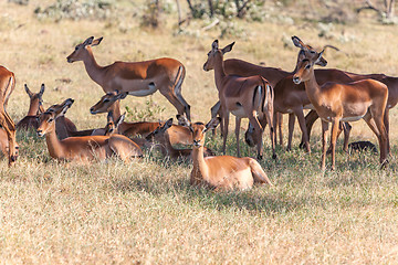 Image showing The group of antelopes on the grass 