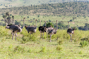 Image showing Ostriches  walking on savanna in Africa. Safari. Kenya