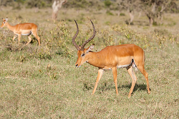 Image showing antelope on a background of green grass