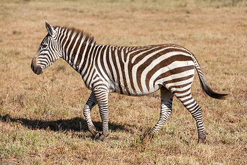 Image showing Zebra in the grasslands 