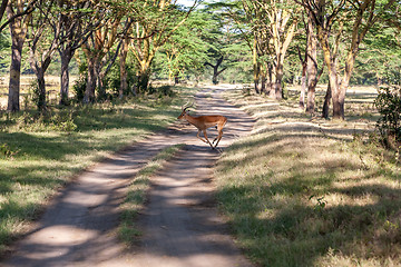 Image showing antelope on a background of road 