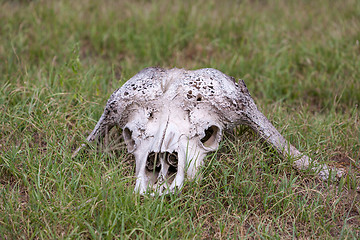 Image showing Buffalo Skull in  Savannah, Southern Africa