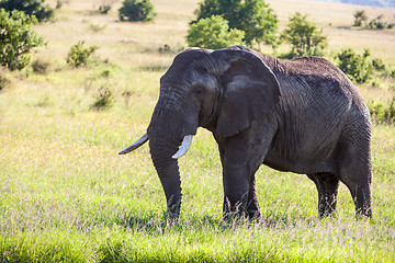 Image showing elephant family walking in the savanna