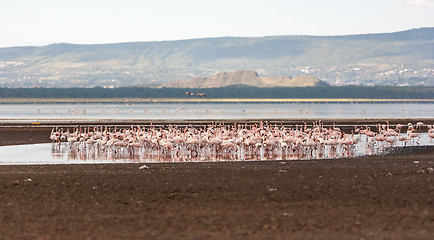 Image showing Flock of greater  pink flamingos 