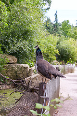 Image showing Guinea fowl Africa