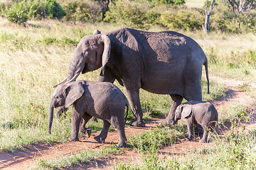 Image showing elephant family walking in the savanna