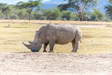 Image showing Safari - rhino