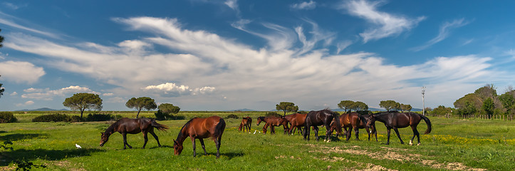 Image showing Horses grazing on a green meadow