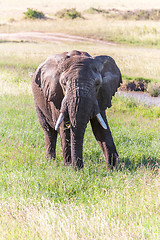 Image showing elephant walking in the savanna