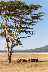 Image showing Wild African Buffalos. Kenya, Africa