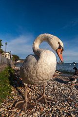 Image showing white duck on blue sky as background