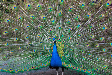 Image showing Peacock with multicolored feathers