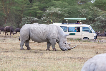 Image showing Safari - rhino