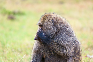 Image showing Baboon