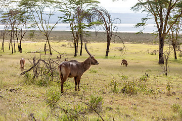 Image showing antelope on a background of green grass