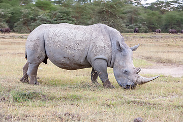 Image showing Safari - rhino