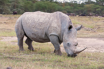 Image showing Safari - rhino