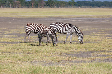 Image showing Zebras in the grasslands 