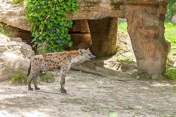 Image showing Hyena wandering in zoo