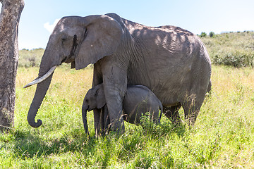 Image showing elephant family walking in the savanna