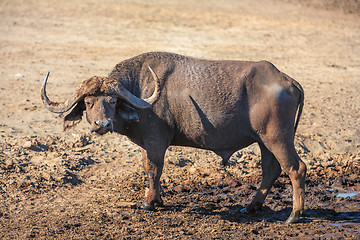 Image showing Wild African Buffalo.Kenya, Africa