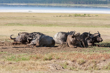 Image showing Wild African Buffalos. Kenya, Africa