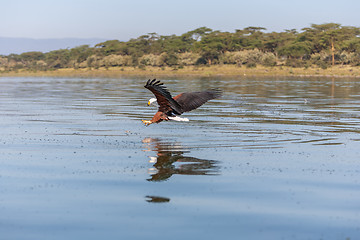 Image showing hawk flying over the water 