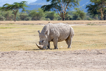 Image showing Safari - rhino