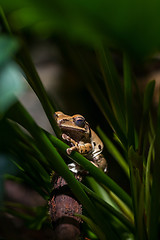 Image showing Brown frog on green stems