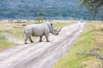 Image showing Safari - rhino