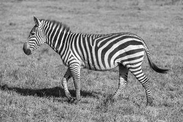 Image showing Zebra in the grasslands 