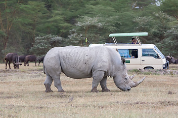 Image showing Safari - rhino