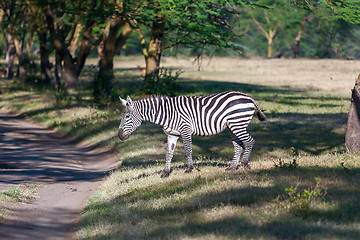 Image showing Zebra in the grasslands 