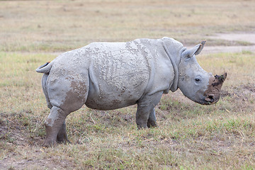 Image showing Safari - rhino