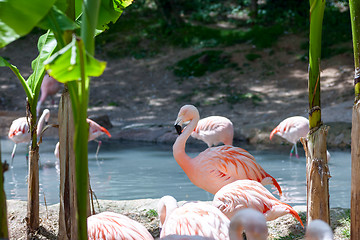 Image showing pink flamingo 