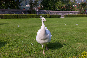 Image showing Beautiful and unusual white peacock 