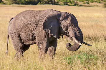 Image showing elephant walking in the savanna