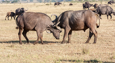 Image showing Wild African Buffalos. Kenya, Africa