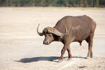 Image showing Wild African Buffalo. Kenya, Africa