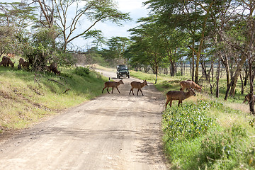 Image showing antelopes on a background of road 