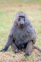 Image showing Baboon