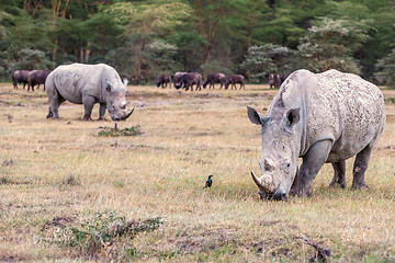 Image showing Safari - rhinos